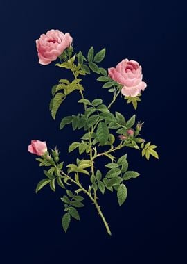 Hedge Rose on Deep Blue