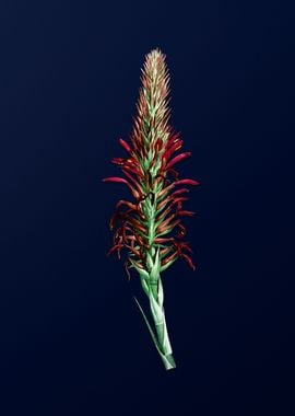 Pitcairnia on Deep Blue