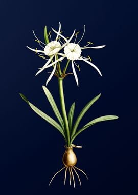 White Flower on Deep Blue