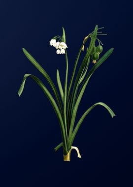 White Flower on Deep Blue