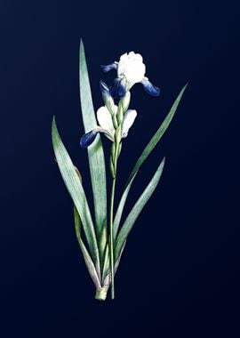 White Flower on Deep Blue