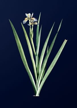 Blue Flower on Deep Blue