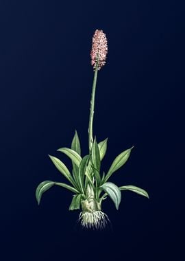 Pink Flower on Deep Blue