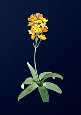 Yellow Flower on Deep Blue