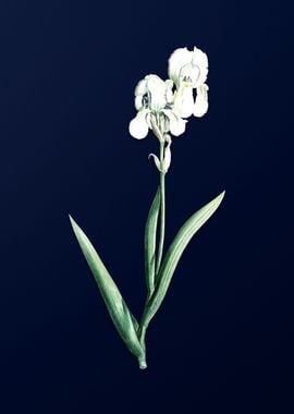 Blue Flower on Deep Blue