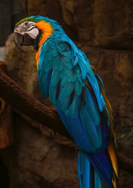 Blue Parrot Bird