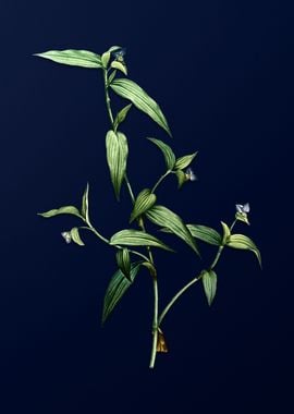 Blue Flower on Deep Blue