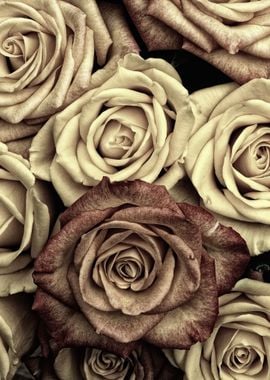 Brown Roses