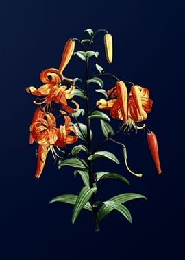 Tiger Lily on Deep Blue