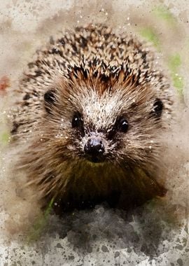 Hedgehog