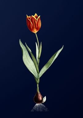 Vintage Tulip on Deep Blue