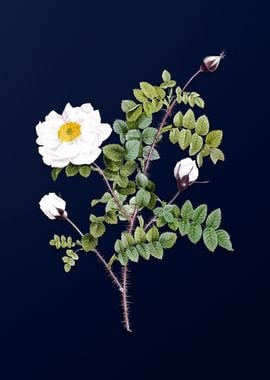 White Rose on Dark Blue