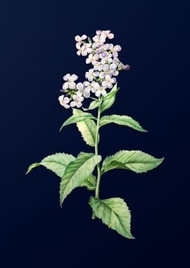 White Flower on Dark Blue