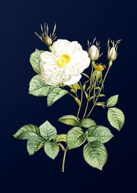 White Rose on Deep Blue