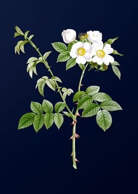 White Rose on Dark Blue