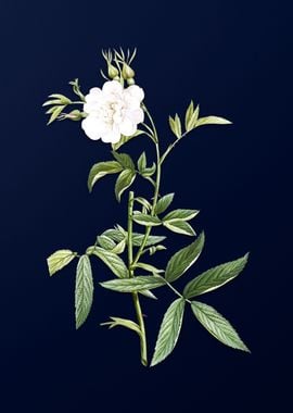 White Rose on Deep Blue