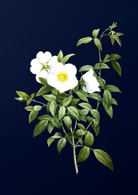 White Rose on Deep Blue