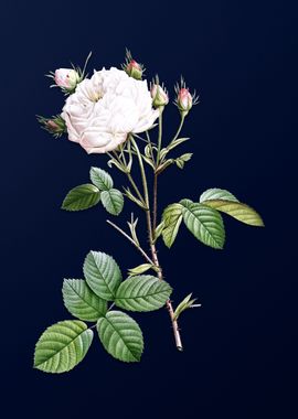 White Rose on Deep Blue