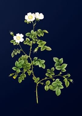 White Rose on Deep Blue