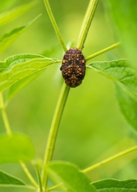 Beetle on a leaf