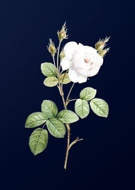 White Rose on Dark Blue