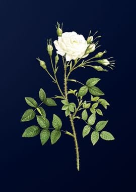 White Rose on Deep Blue