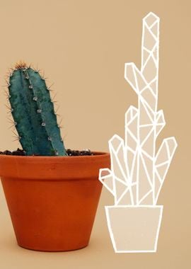 tall cactus