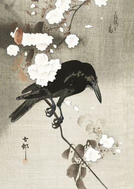 Crow and cherry blossom