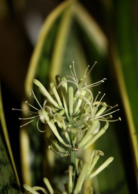 Dracaena trifasciata