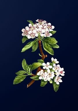 Floral Illustration Blue