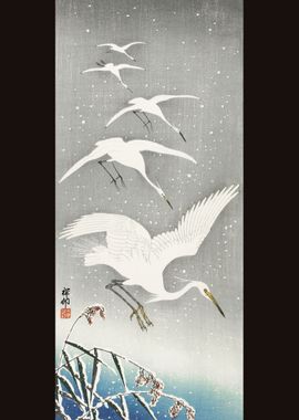 Descending egrets in snow