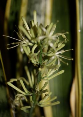 Dracaena trifasciata