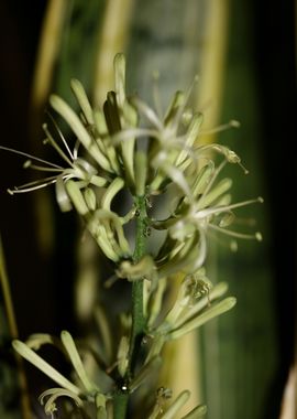 Dracaena trifasciata