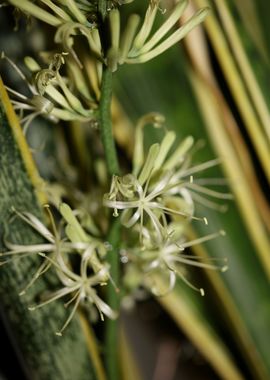 Dracaena trifasciata