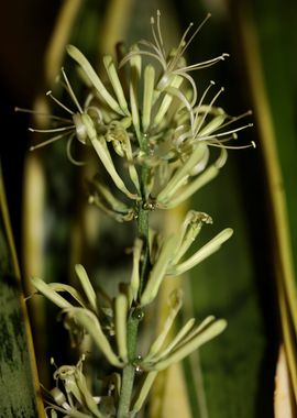 Dracaena trifasciata