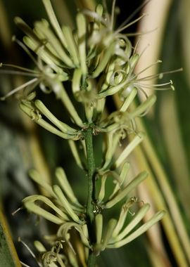 Dracaena trifasciata