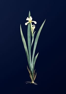 Yellow Banded Iris on Blue