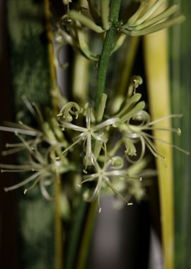 Dracaena trifasciata