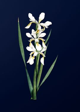 Yellow Banded Iris on Blue