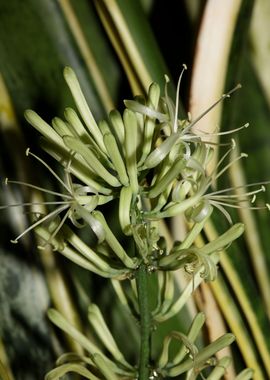 Dracaena trifasciata