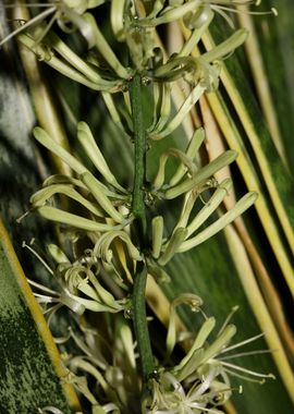 Dracaena trifasciata