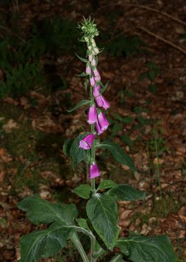 Purpurea digitalis flower