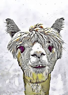 Lama Alpaca cute Portrait