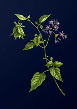 Floral Illustration Blue