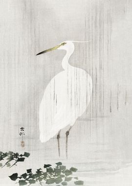 Egret in rain