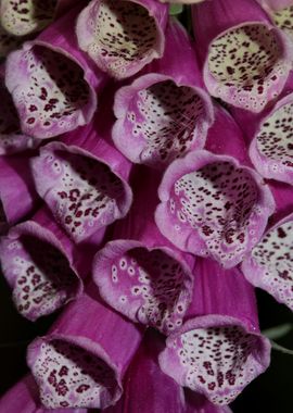 Purpurea digitalis flower