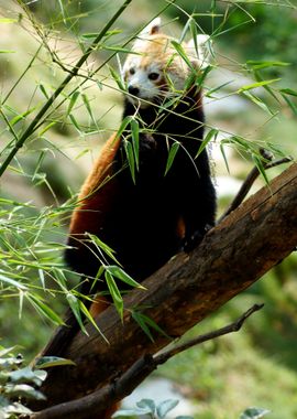 Red Panda