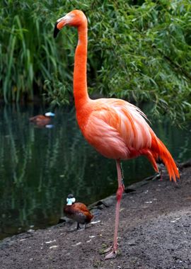 Pink Flamingo