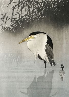 Heron at new moon