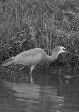 A heron black and white